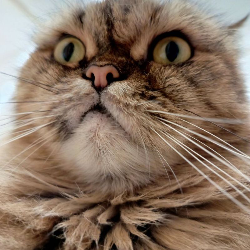 A calm, well-groomed cat