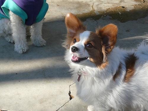 Groomed dog