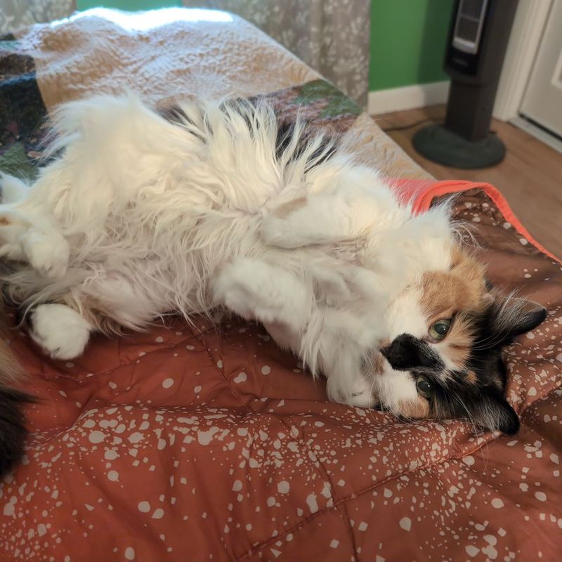 Groomed cat