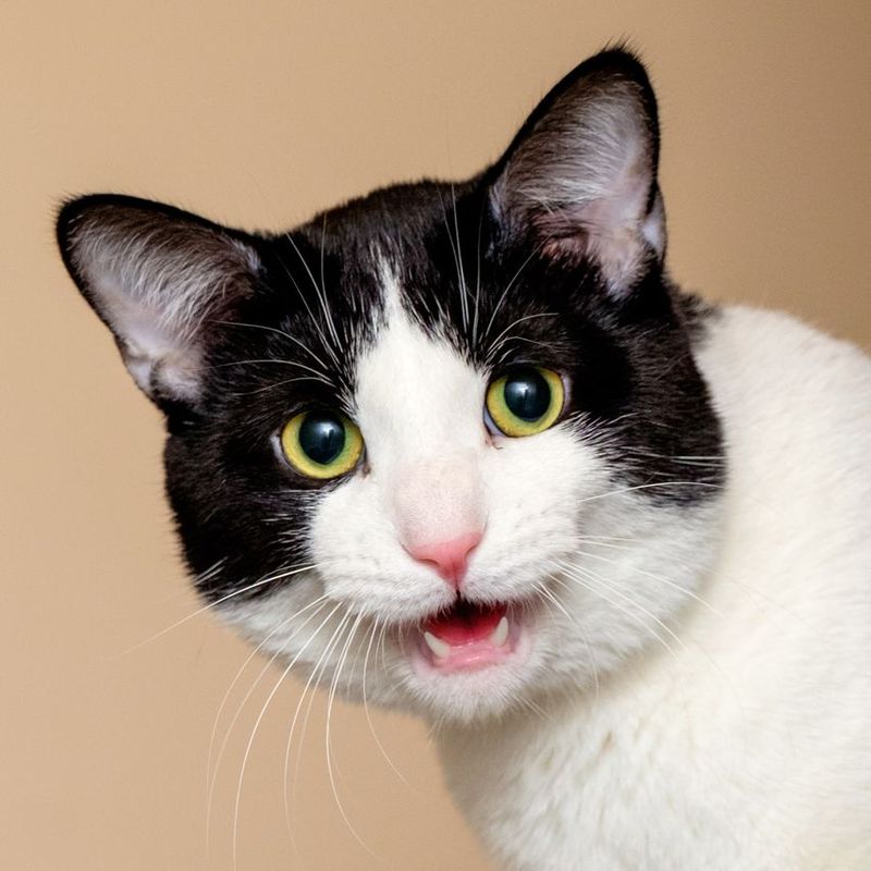 Groomed cat