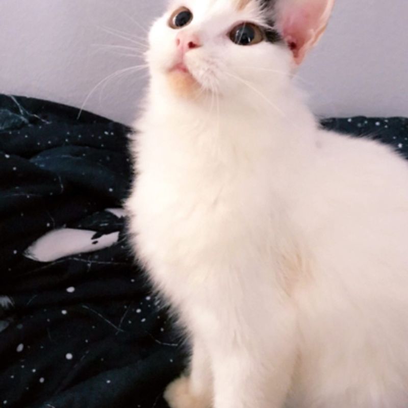 Groomed cat