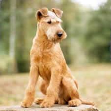 Groomed dog