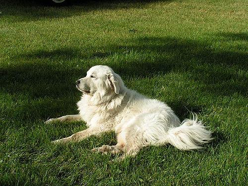A freshly groomed, happy dog